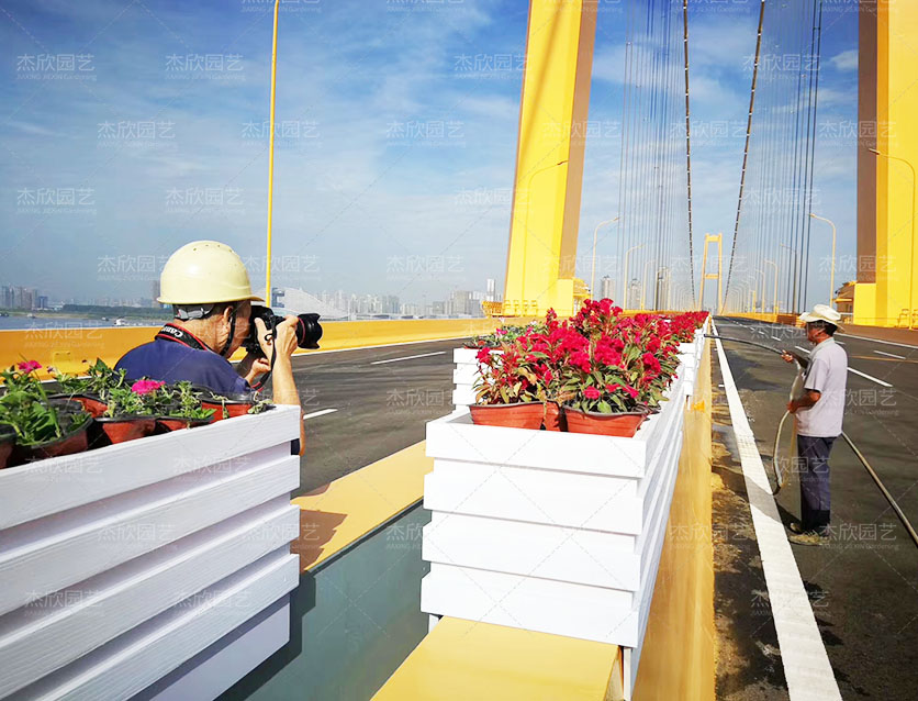 懸掛花箱在道路中的使用有哪些？